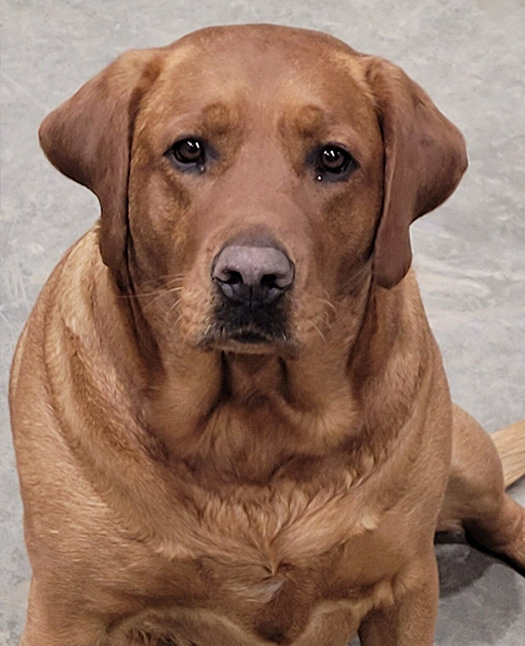 Dogs are a daily ocurance at Hronyetz Fabricating